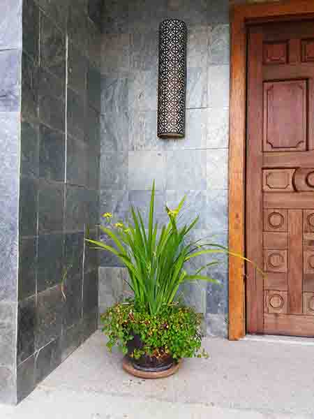 Plant near the door